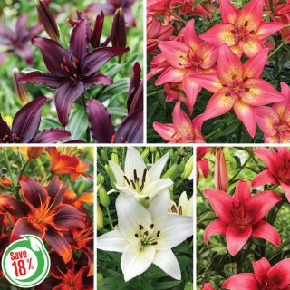 Asiatic Lily Collection Thumbnail